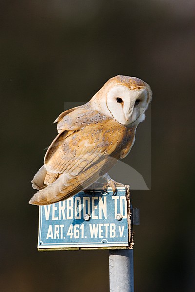 Kerkuil in zit overdag; Barn Owl perched during daytime stock-image by Agami/Marc Guyt,