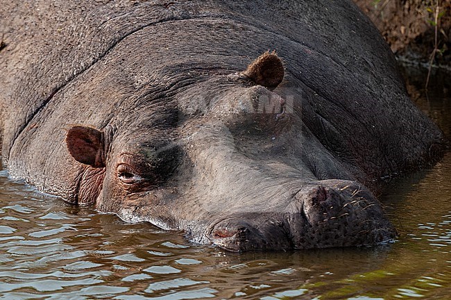 A hippopotamus, Hippopotamus amphibius, resting in shallow water. Masai Mara National Reserve, Kenya. stock-image by Agami/Sergio Pitamitz,