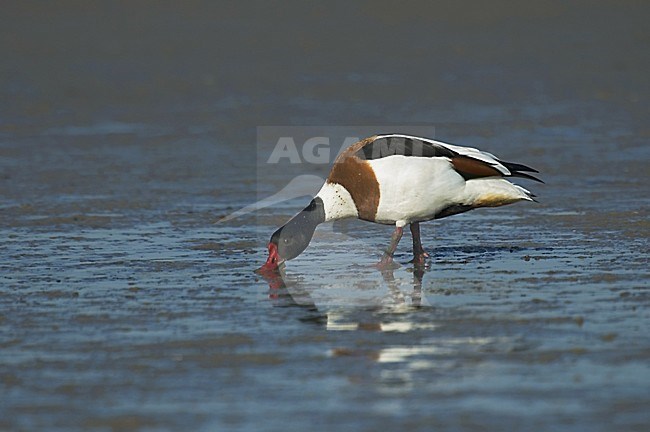 Common Shelduck perched;Bergeend zittend stock-image by Agami/Roy de Haas,