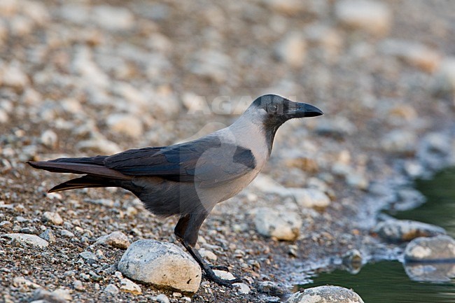 Huiskraai in zit; House Crow peched on the ground stock-image by Agami/Daniele Occhiato,