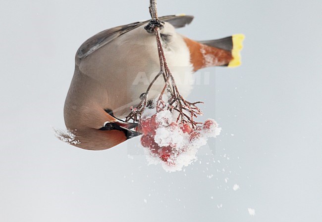 Volwassen Pestvogel foeragerend op bessen in de winter; Adult Bohemian Waxwing foraging on berries in winter stock-image by Agami/Markus Varesvuo,