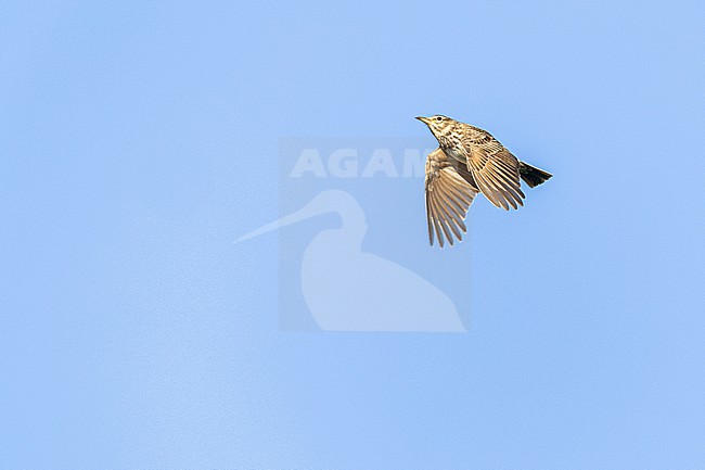 Kuifleeuwerik, Crested Lark, Galerida cristata stock-image by Agami/Menno van Duijn,