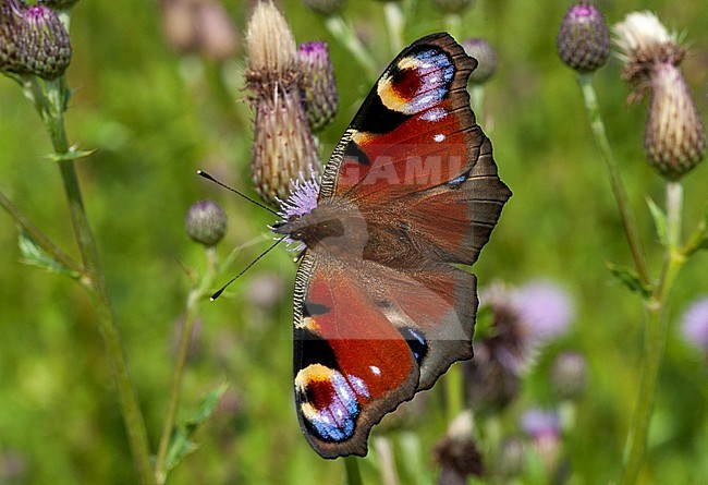 European Peacock (Aglais io) perched on a flower in the Netherlands. stock-image by Agami/Marc Guyt,