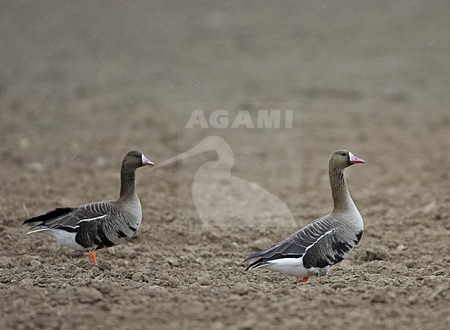 White-fronted Goose standing in field, Kolgans staand op akker stock-image by Agami/Jari Peltomäki,