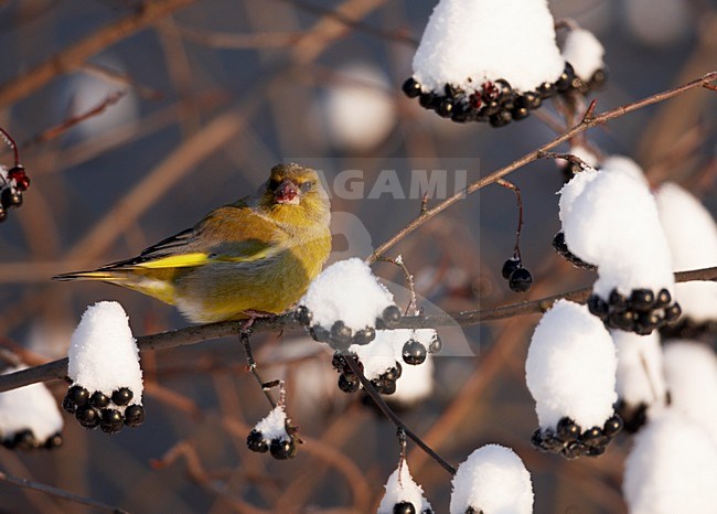 Groenling mannetje besjes etend in de sneeuw; European Greenfinch male eating berries in the snow stock-image by Agami/Markus Varesvuo,