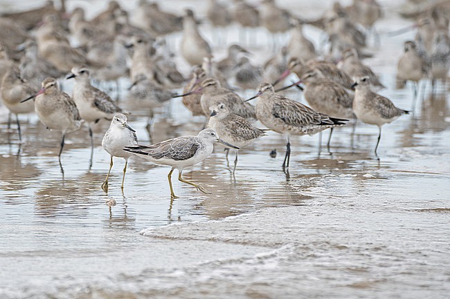 Nordmann's Greenshank (Tringa guttifer) with Great Knots (Calidris tenuirostris) at Laem Pak Bia, Thailand. stock-image by Agami/Pete Morris,