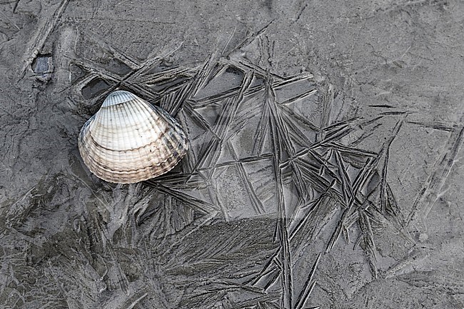 Wierumerwad, Wadden sea stock-image by Agami/Wil Leurs,