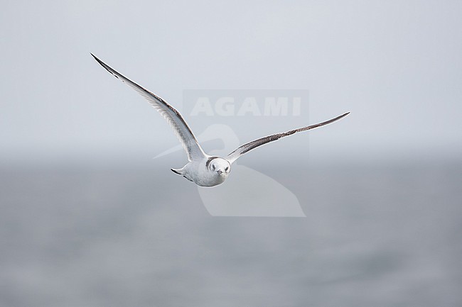juvenile or first winter black-legged kittiwake (Rissa tridactyla) in flight, found offshore at North Sea in German Bight stock-image by Agami/Mathias Putze,