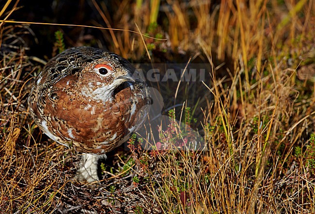 Vrouwtje Moerassneeuwhoen in zomerkleed; Female Willow Ptarmigan in summer plumage stock-image by Agami/Markus Varesvuo,