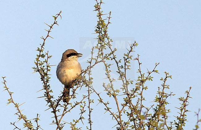 Desert Grey Shrike (Lanius elegans) singing on top os Acacia stock-image by Agami/Roy de Haas,