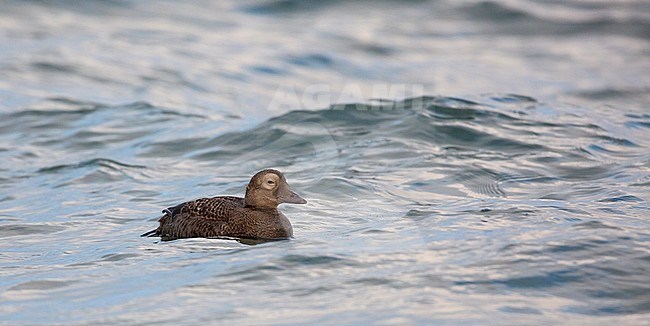 First winter male Spectacled Eider (Somateria fischeri) swimming in the surf off Point Barrow in Alaska. stock-image by Agami/Edwin Winkel,