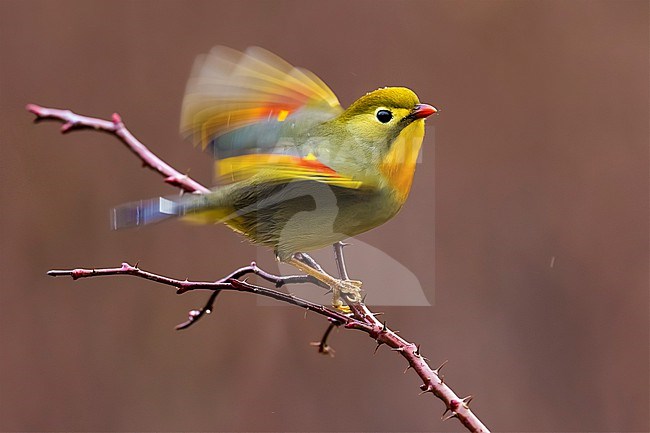 Introduced Red-billed Leiothrix (Leiothrix lutea) in Italy. stock-image by Agami/Daniele Occhiato,