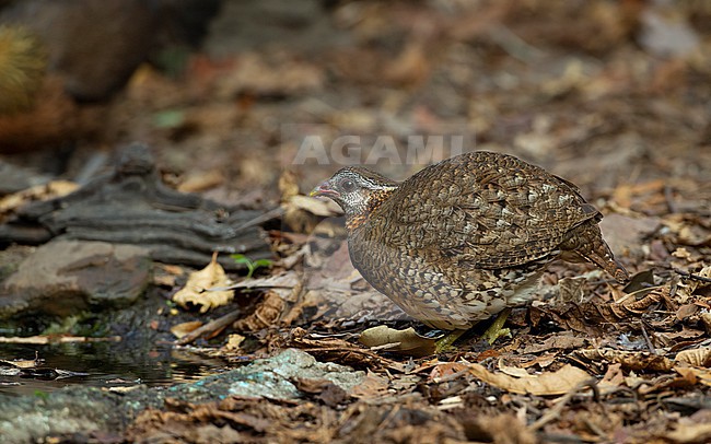 Green-legged Partridge (Arborophila chloropus) at waterhole in Kaeng Krachan National Park, Thailand stock-image by Agami/Helge Sorensen,