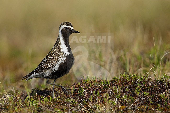 Adult male Pacific Golden Plover (Pluvialis fulva) in full breeding plumage at Seward Peninsula, Alaska, USA in June 2018. stock-image by Agami/Brian E Small,