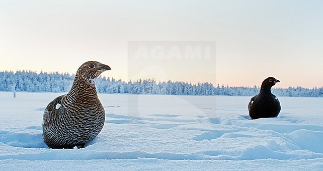 Black Grouse (Lyrurus tetrix) in snow covered forest clearing near Suomussalmi in Finland during a cold winter. Female in foreground. stock-image by Agami/Markus Varesvuo,