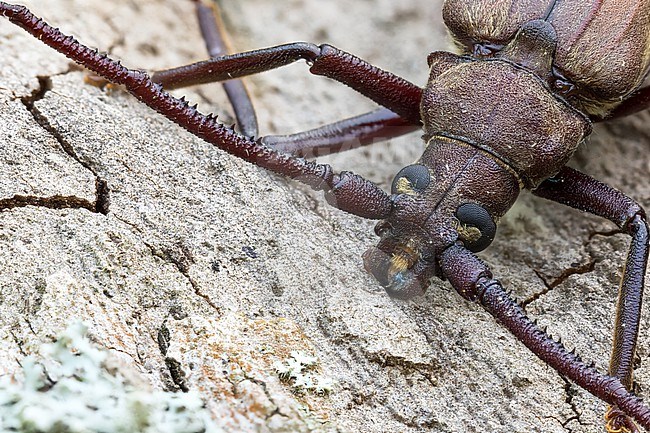 Aegosoma scabricorne - Körnerbock, Germany (Baden-Württemberg), imago, male stock-image by Agami/Ralph Martin,