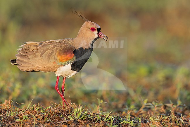 Southern Lapwing (Vanellus chilensis) in the Pantanal of Brazil. stock-image by Agami/Glenn Bartley,