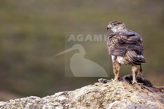 A female bird on the outlook stock-image by Agami/Onno Wildschut,