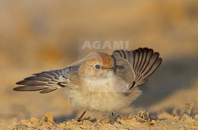 Female Eastern Red-rumped Wheatear, Oenanthe moesta brooksbanki, in Israel. stock-image by Agami/Yoav Perlman,