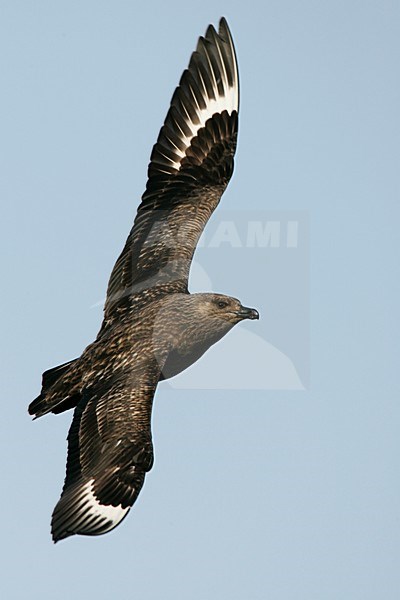 Grote Jager in de vlucht; Great Skua in flight stock-image by Agami/Menno van Duijn,