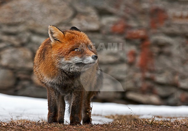 Red fox in the snow, Vos in de sneeuw stock-image by Agami/Alain Ghignone,