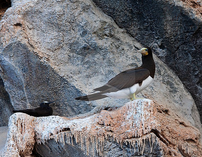Brown Booby (Sula leucogaster leucogaster) off Ascension island in the mid atlantic ocean. Resting on a cliff together with a breeding Black Noddy, sitting on its nest. stock-image by Agami/Marc Guyt,