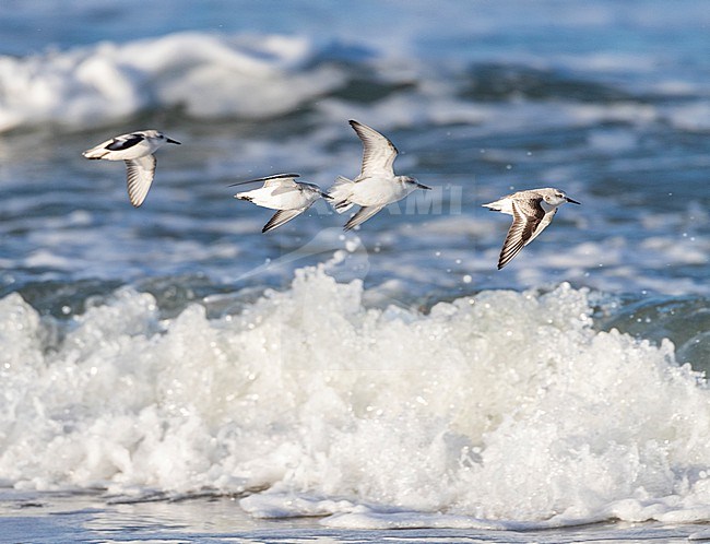 Sanderling (Calidris alba) wintering on the North Sea beach of Katwijk, Netherlands. Small flock flying over the surf. stock-image by Agami/Marc Guyt,