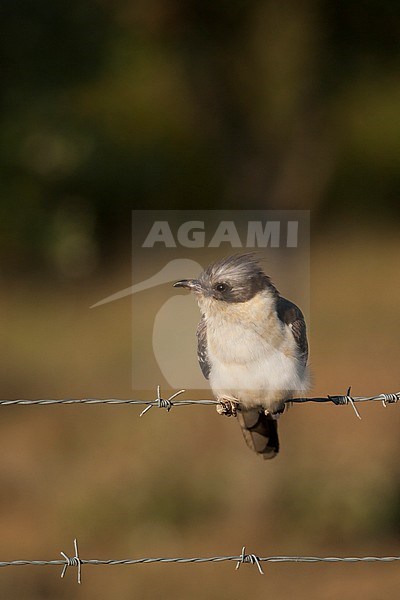 Great Spotted Cuckoo - Häherkuckuck - Clamator glandarius, Portugal, adult stock-image by Agami/Ralph Martin,