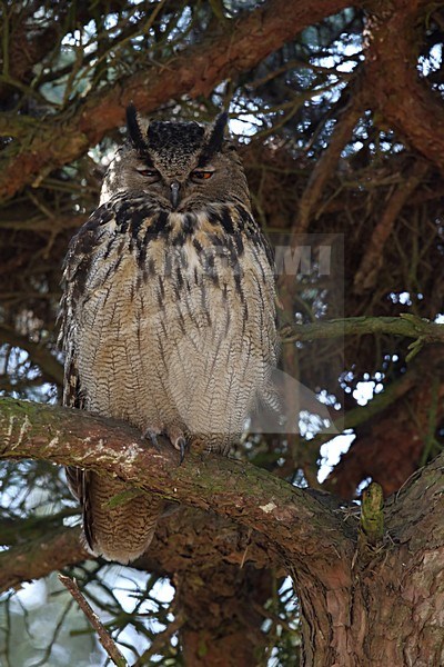 Oehoe rustend in boom, Eurasian Eagle-Owl resting in tree stock-image by Agami/Chris van Rijswijk,