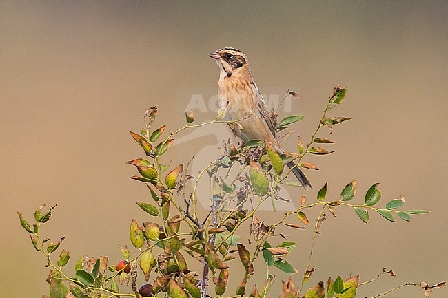 Japanse Rietgors; Ochre-rumped Bunting stock-image by Agami/Daniele Occhiato,