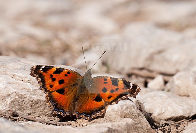 Oostelijke vos, Yellow-legged Tortoisehell stock-image by Agami/Rob de Jong,