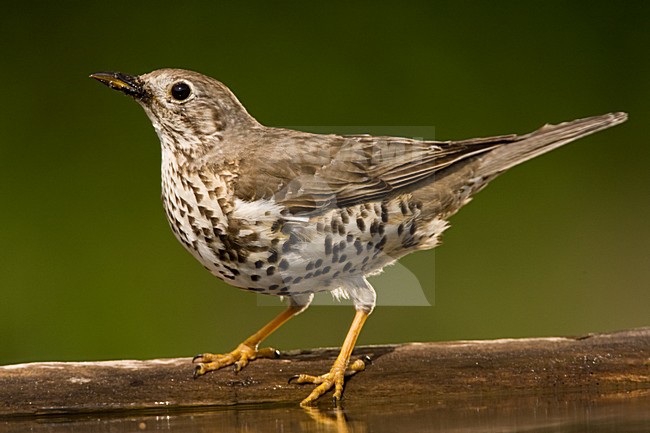 Grote Lijster staand op boomstam; Mistle Thrush perched on a log stock-image by Agami/Marc Guyt,