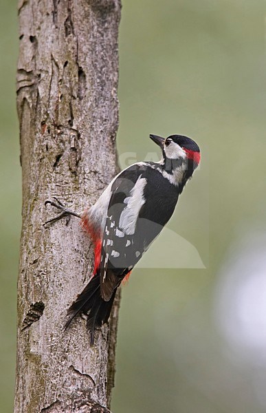 Great Spotted Woodpecker on tree; Grote bonte Specht tegen boom stock-image by Agami/Markus Varesvuo,