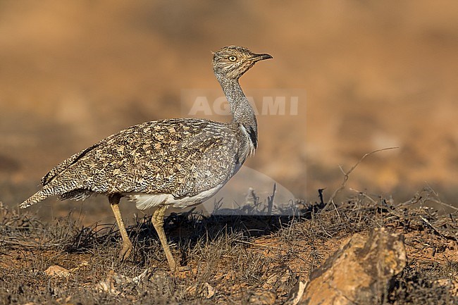 Houbara Bustard (Chlamydotis undulata fuertaventurae) on the Canary Island of Fuerteventura. This subspecies is highly restricted and endangered, with less then 500 birds left in the wild. stock-image by Agami/Daniele Occhiato,