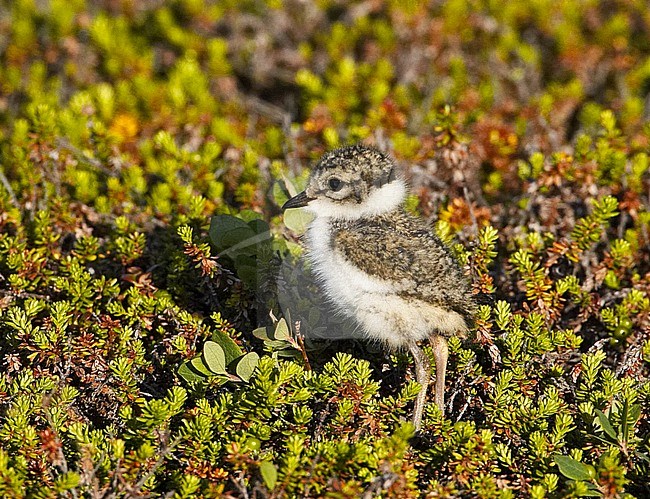 Chick from a Common Ringed Plover stock-image by Agami/Jari Peltomäki,