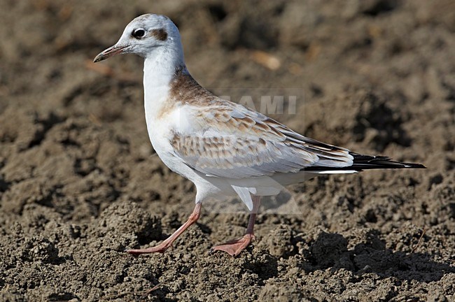 Juveniele Kokmeeuw op akker, Juvenile Black-headed Gull on farmland stock-image by Agami/Markus Varesvuo,