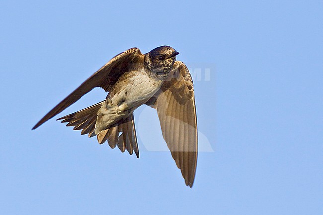 Purple Martin (Progne subis) in flight in Victoria, BC, Canada. stock-image by Agami/Glenn Bartley,