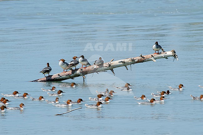 Goosander, Grote Zaagbek, Mergus merganser ssp. merganser, Austria, moulting group stock-image by Agami/Ralph Martin,