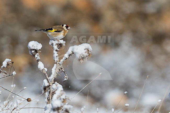 European Goldfinch - Stieglitz - Carduelis carduelis, Spain stock-image by Agami/Ralph Martin,