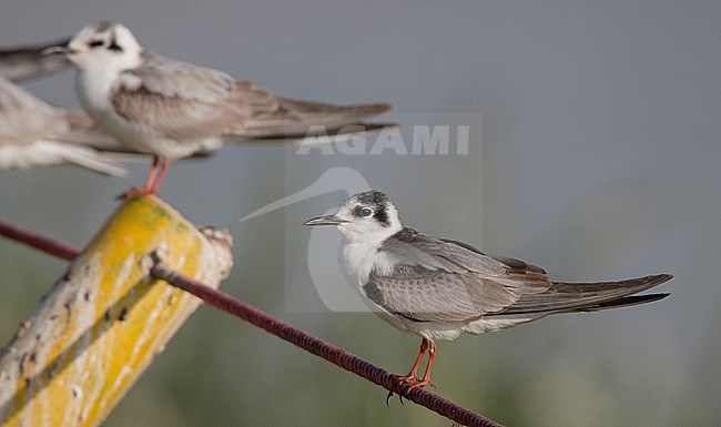 First-winter White-winged Tern (Chlidonias leucopterus) wintering in Lake Ziway in Ethiopia. stock-image by Agami/Ian Davies,