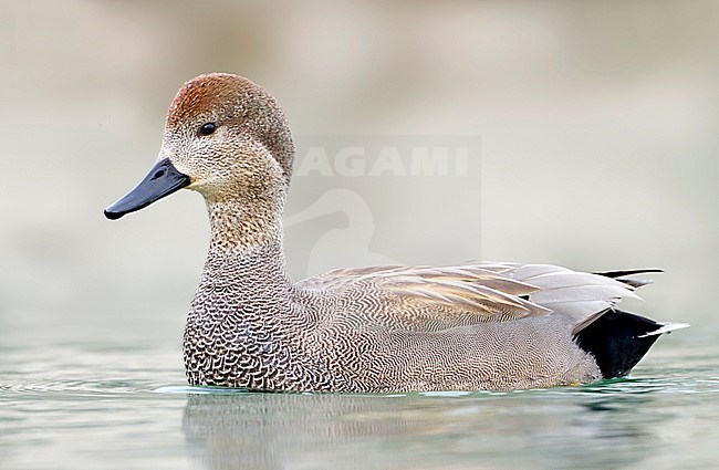 Gadwall - Schnatterente - Anas streperea, Switzerland, adult male stock-image by Agami/Ralph Martin,