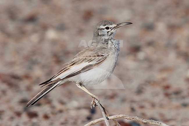 Greater Hoopoe-Lark (Alaemon alaudipes) taken the 23/02/2023 at Shannah - Oman. stock-image by Agami/Nicolas Bastide,