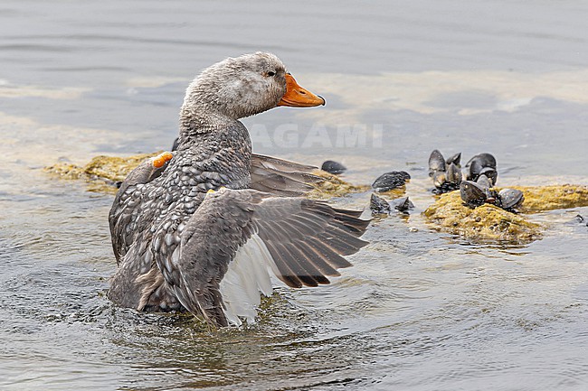 Male Falkland Steamer Duck (Tachyeres brachypterus) a flightless endemic of the Falkland Islands. stock-image by Agami/Pete Morris,