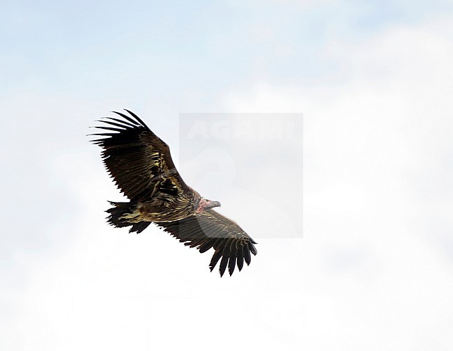 Lappet-faced Vulture (Torgos tracheliotos) in Kenya. stock-image by Agami/Dani Lopez-Velasco,