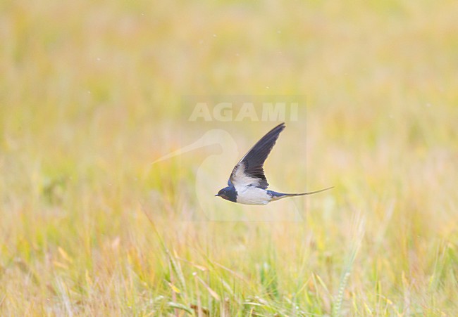 Fouragerende Boerenzwaluw vliegt laag over graanveld op jacht naar insecten; Foraging Barn Swallow flying low over field of wheat looking for insects stock-image by Agami/Ran Schols,