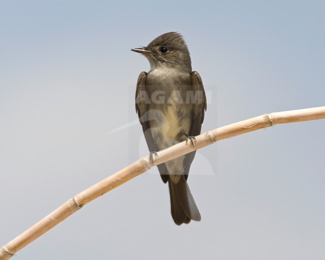 Westelijke Bospiewie zittend op stengel Californie USA, Western Wood-Pewee perched on stalk California USA stock-image by Agami/Wil Leurs,
