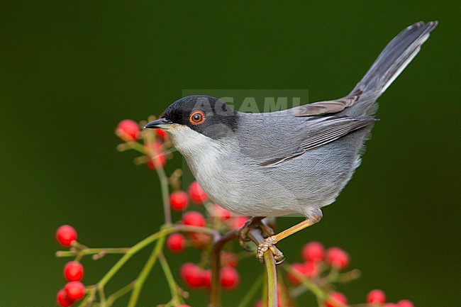 Sarddinian Warbler (Sylvia melanocephala), adult male perched on a branch with berries stock-image by Agami/Saverio Gatto,