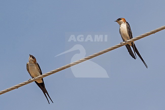 West African Swallow, Cecropis domicella, in Ghana. Two swallows perched on electricity wire. stock-image by Agami/Pete Morris,