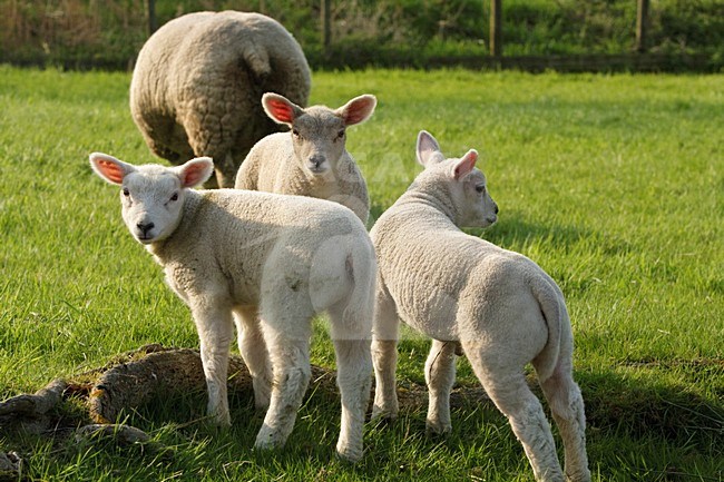 Lammetjes in weiland Nederland, Lambs in grassland Netherlands stock-image by Agami/Wil Leurs,