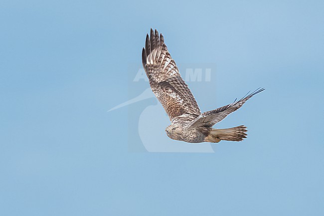 Adult (light morph)
Mackinac Co., MI
April 2025 stock-image by Agami/Brian E Small,